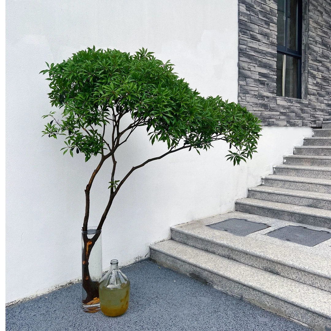 国产马醉木绿植物水培鲜切吊钟修剪窗台光照办公室精致养护高端