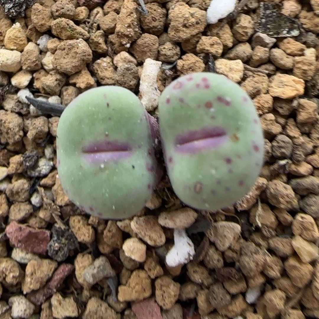 1。19。7017。嘴。上播福利。