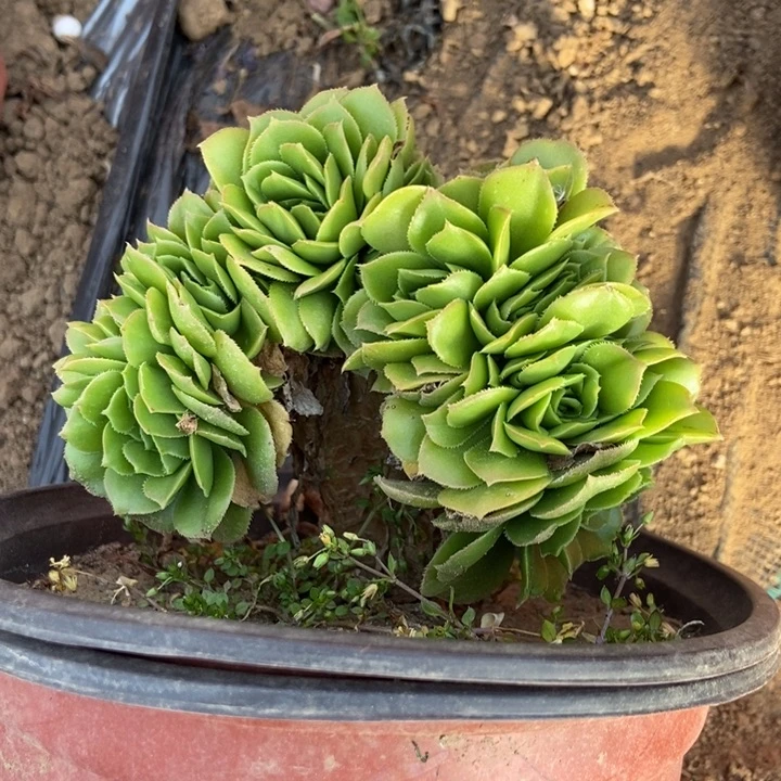 u****9331绿羊绒缀化老桩精品