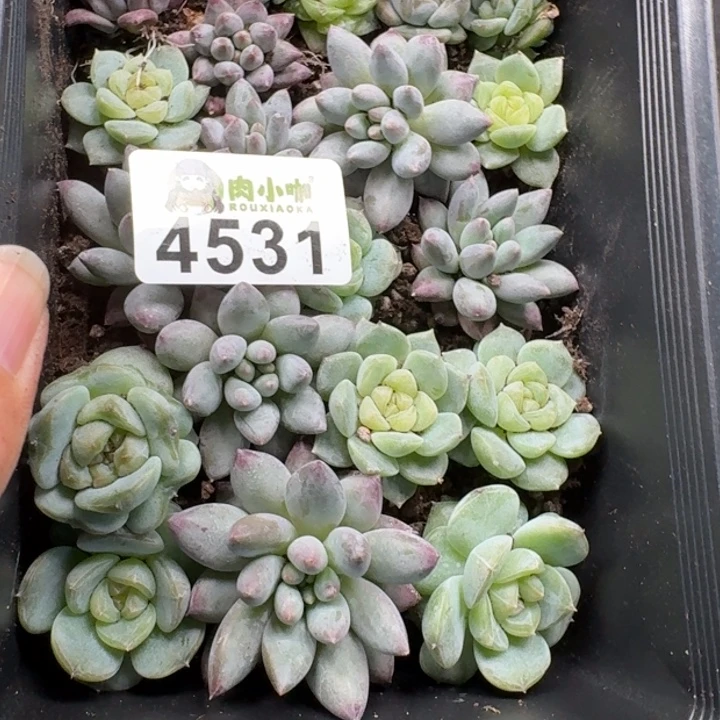 苹***崽完全开放多肉植物多肉植物