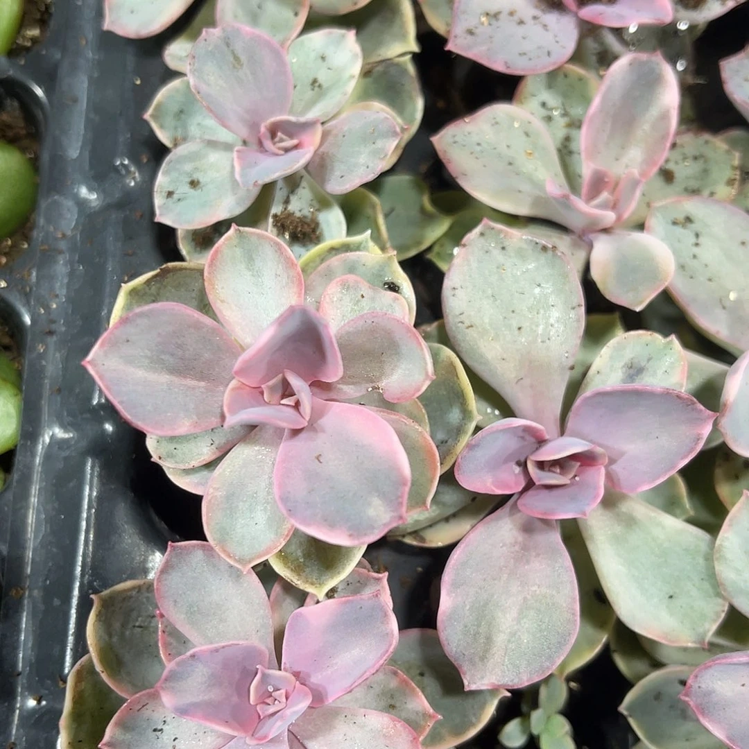 精品彩虹多肉植物