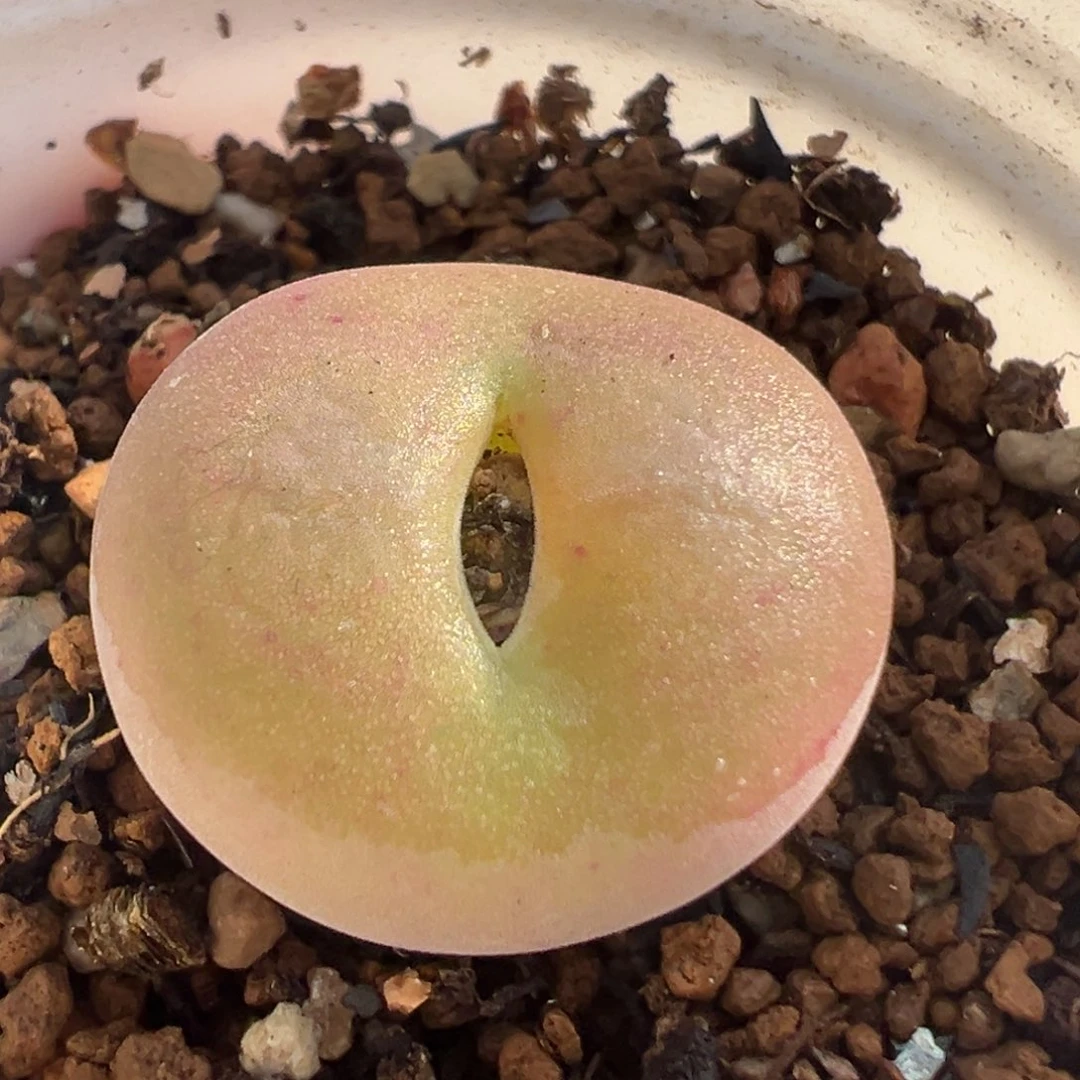 86多肉植物百科翠光