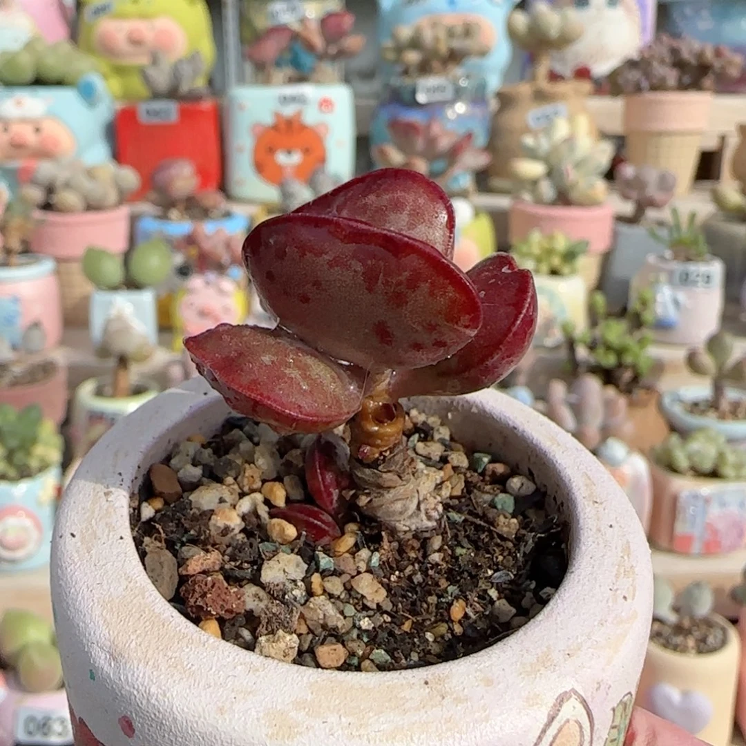 ****车爱心 带侧芽 盆口4cm 寄养