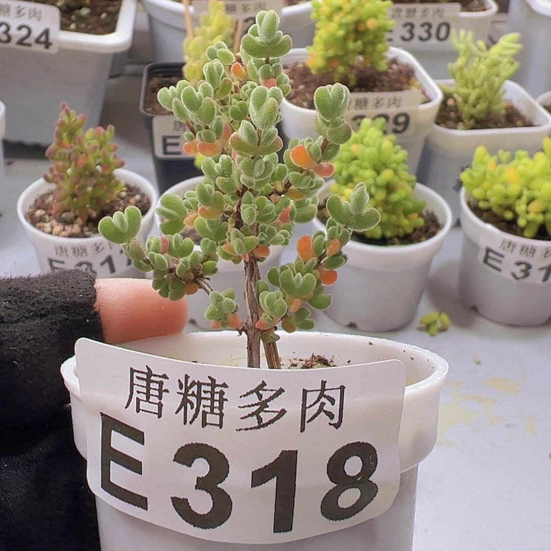 莱斯枝干番杏318