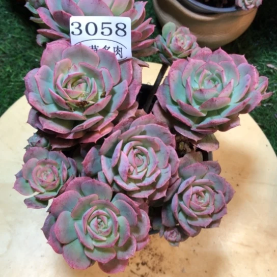 克罗地亚玫瑰，3058，