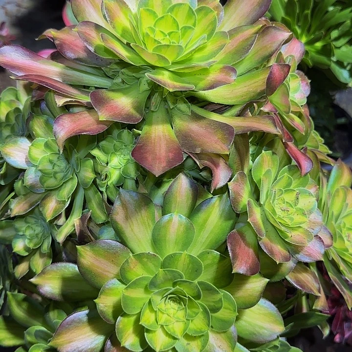精品韶华巨无霸捧花特价福利