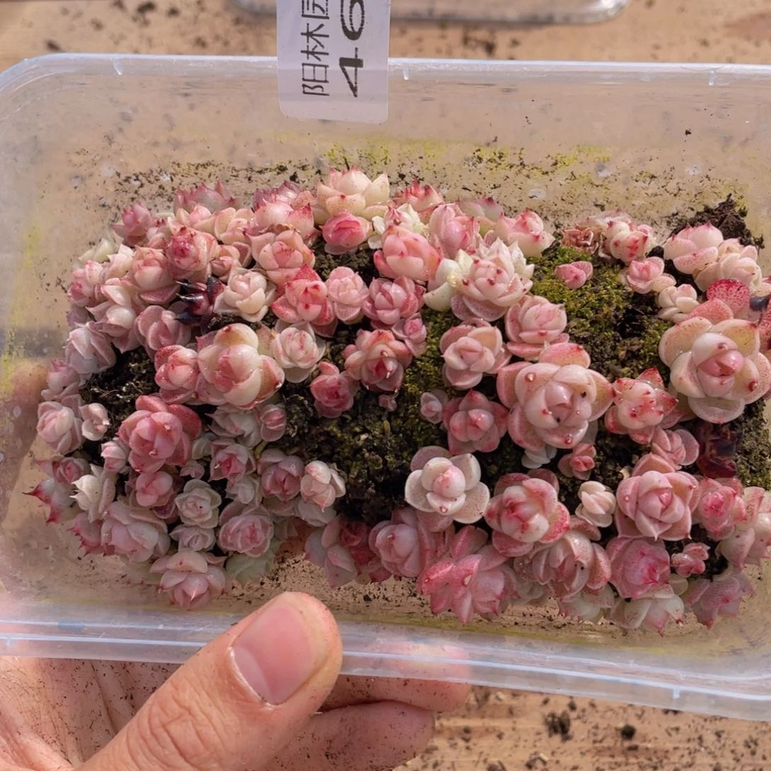 多肉植物多肉植物467