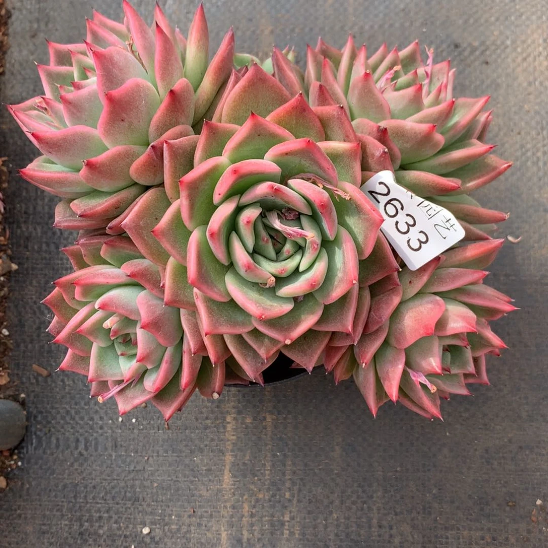 月****✨2633杂交精品基地17厘米