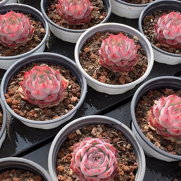 110侧影单头 福利多多