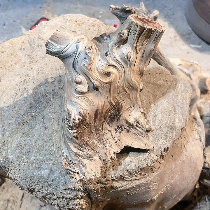 柏木深**兰太行山区柏木木木