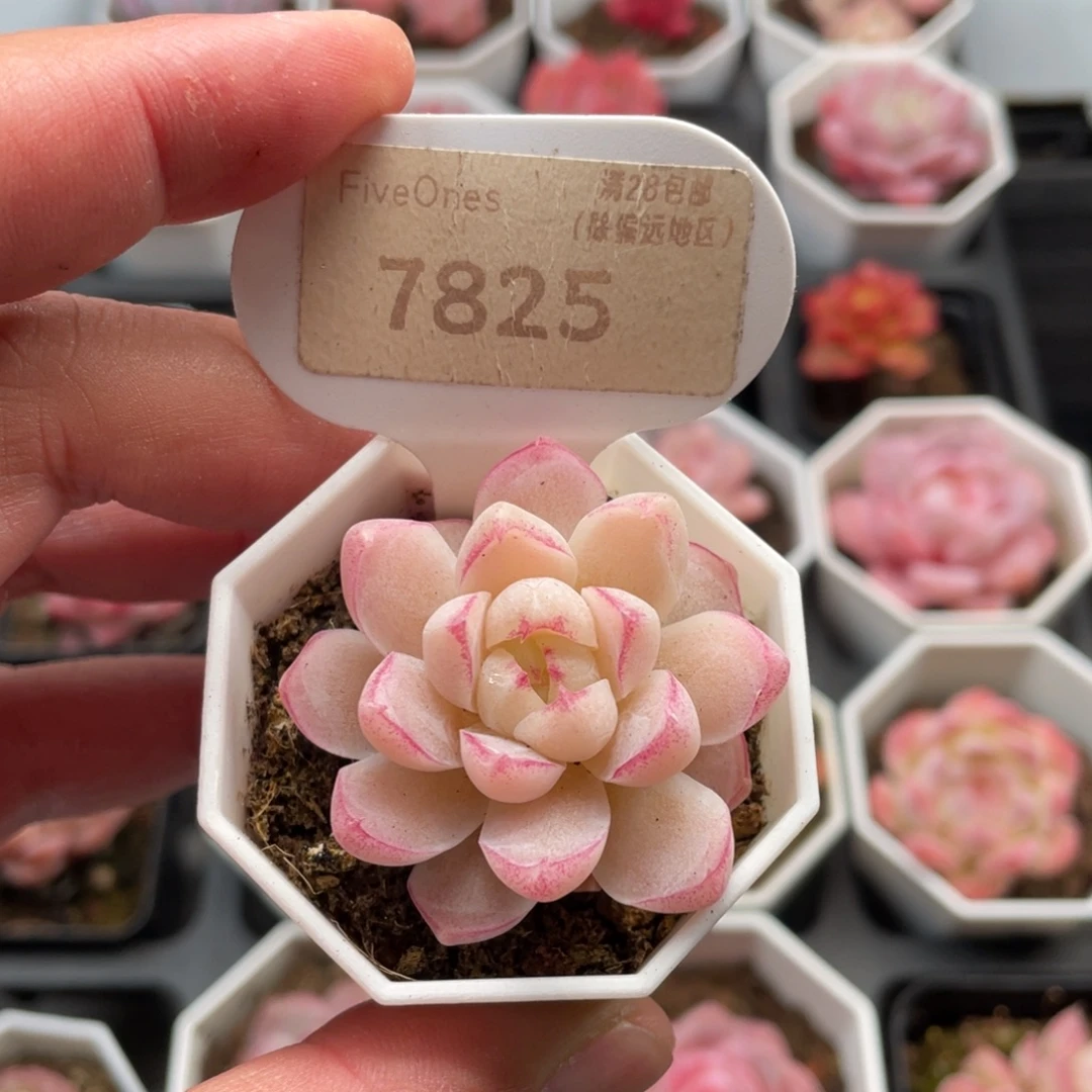 女王7825-4.5厘米