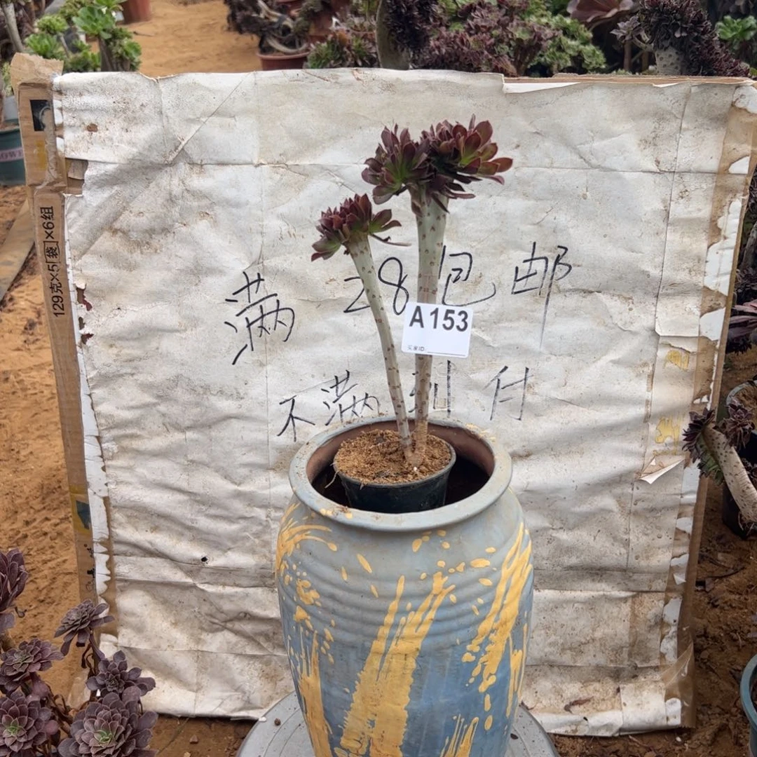 黑缀153满28包邮啦