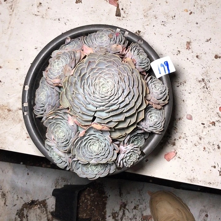 百*果199/////////////////