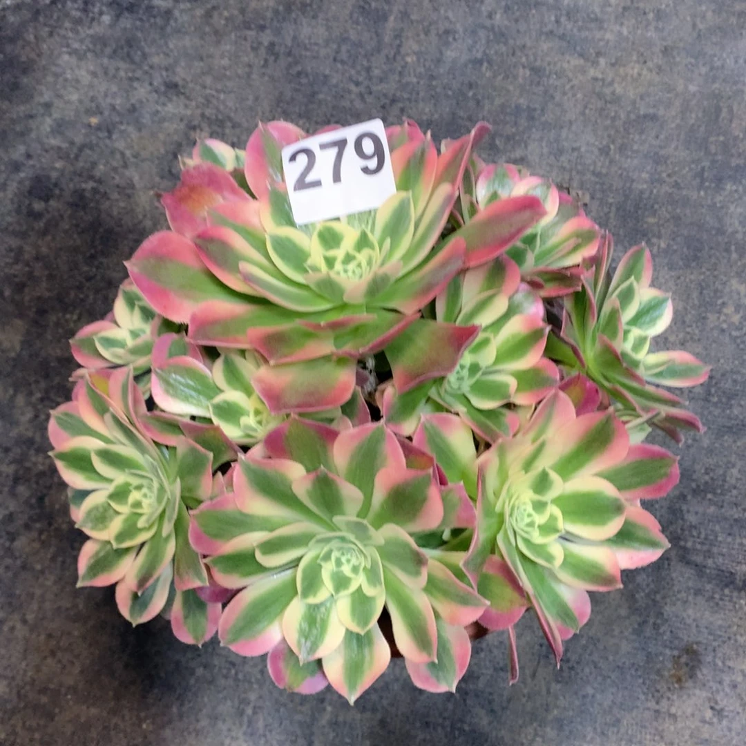 甜***道白凤279带保温法师多肉植物2200000