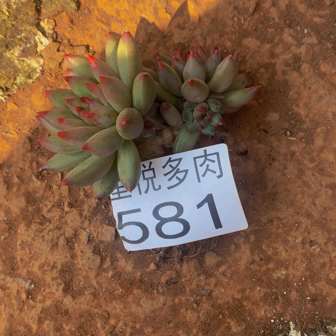 持**恒星悦多肉 581岩子多肉
