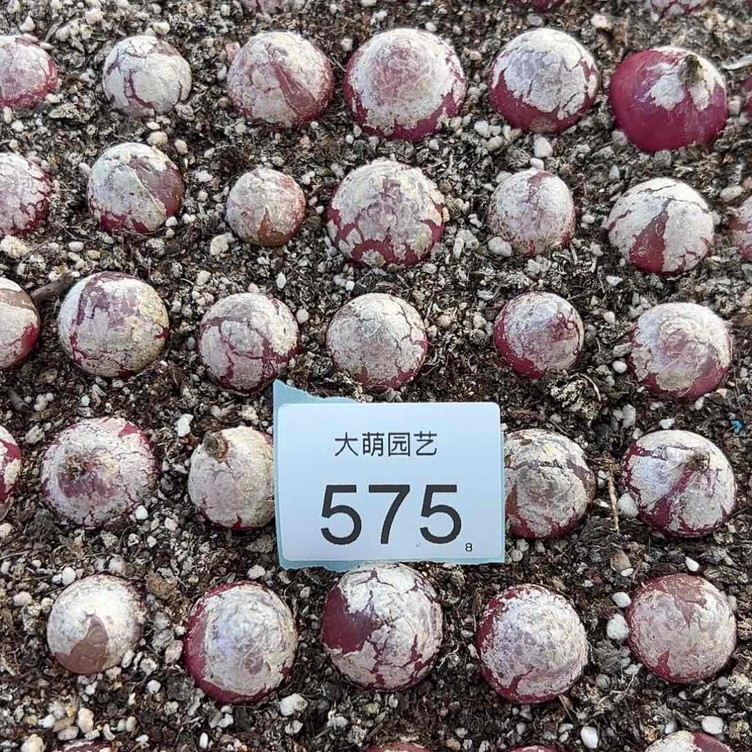 0000575量拍大灯泡2颗尺寸2.0上下脱土发