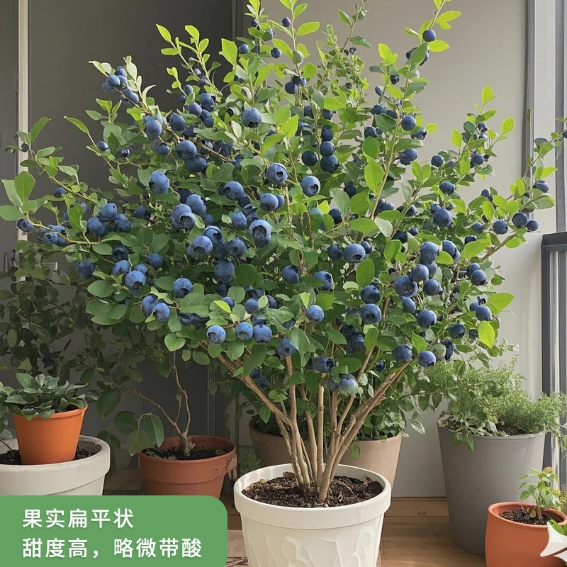 一物两年大果云雀莱格西绿宝石