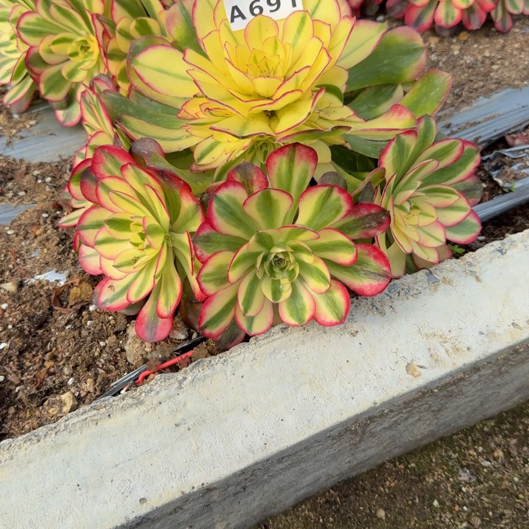 朱***儿691荔枝。多肉植物