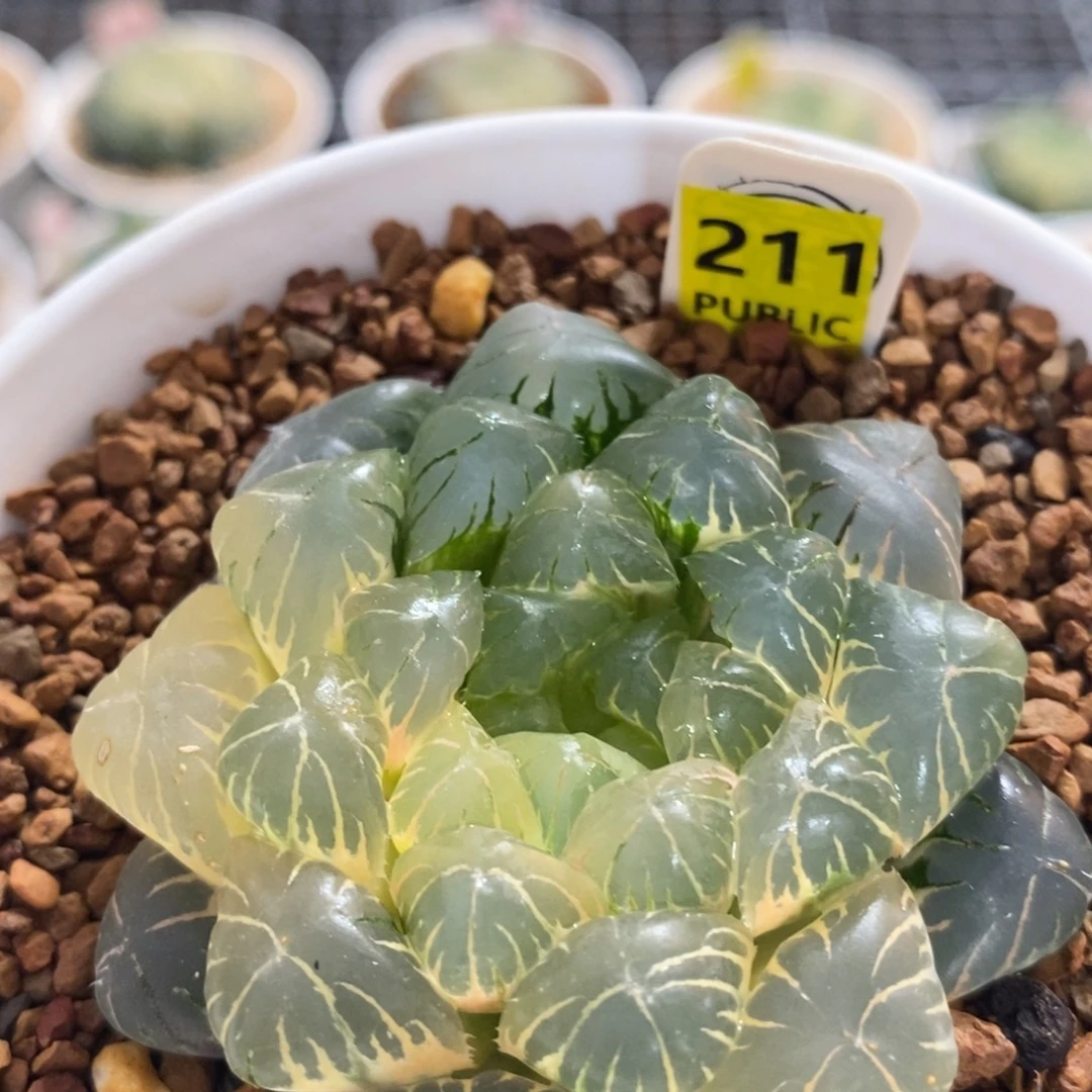不开花植物211玉露