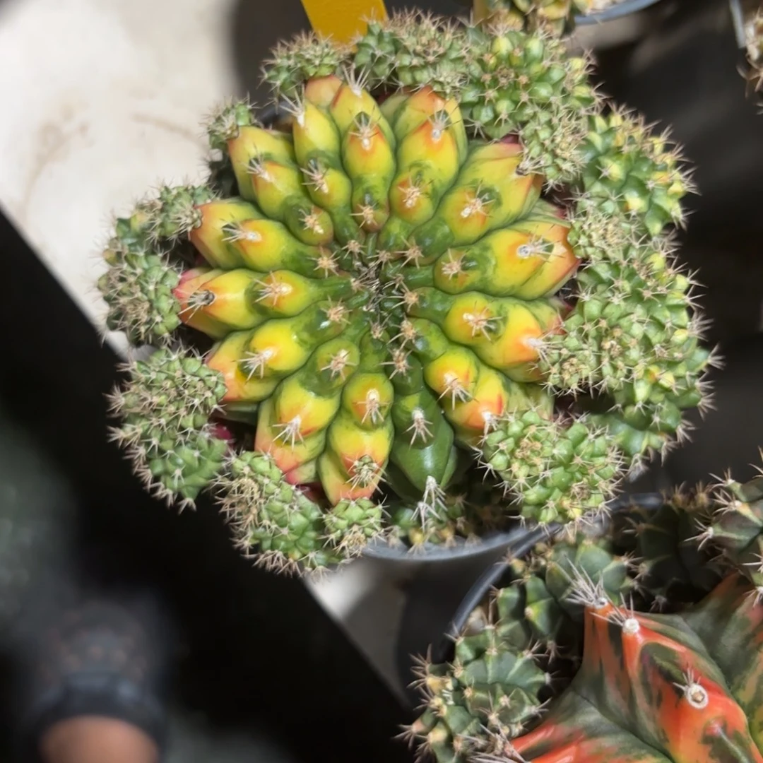 小***奇253-1215泰国发货多肉