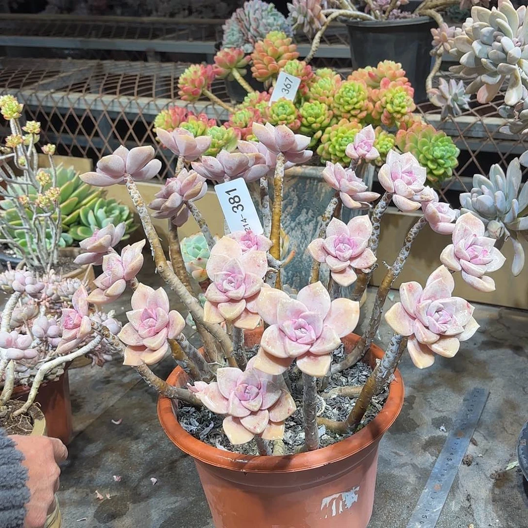 同温层多肉紫乐381泡沫发