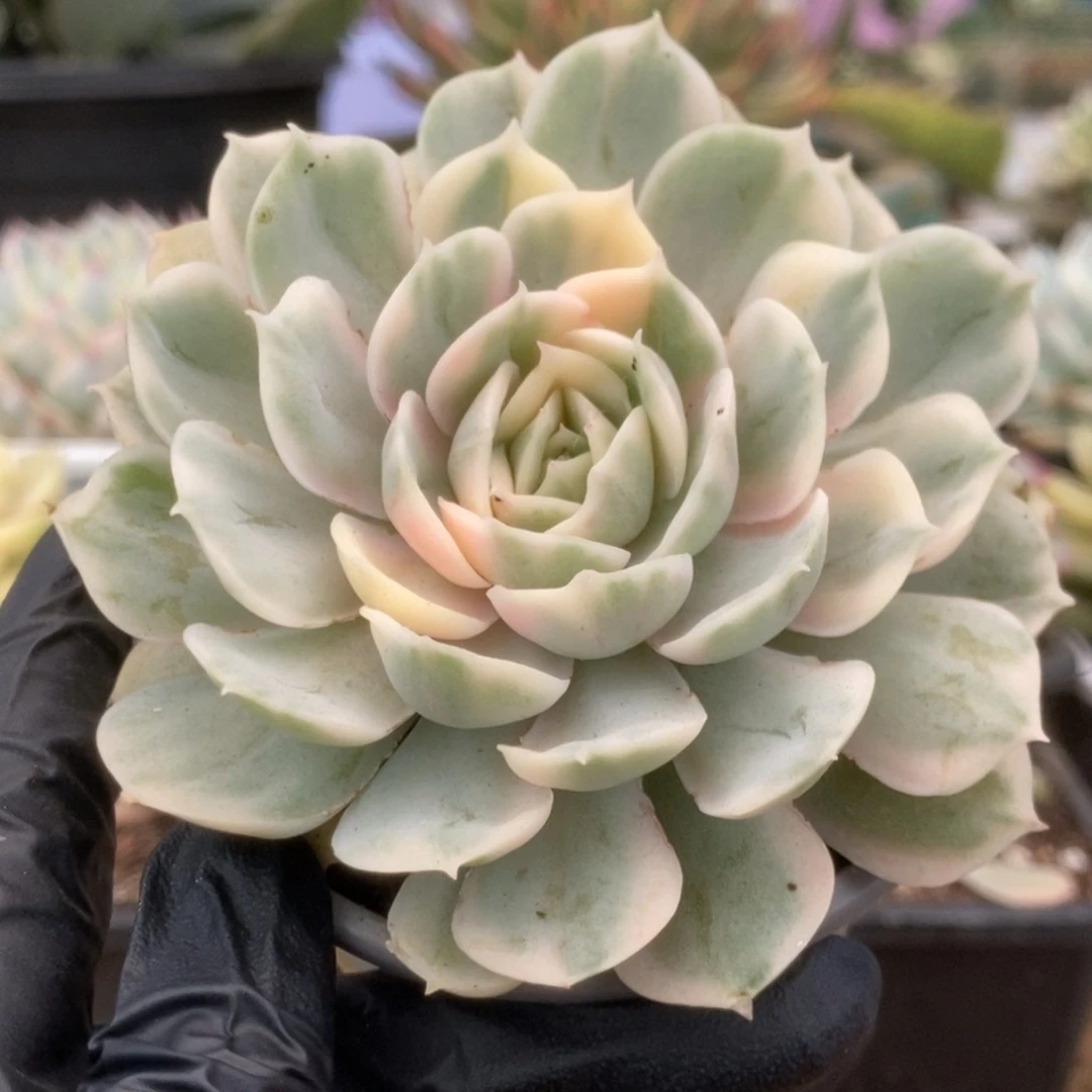 495昂丝诺锦锦锦锦锦锦