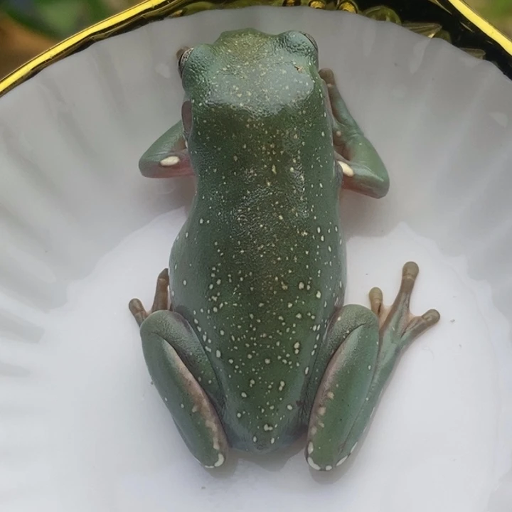 老爷树蛙特价福利30号