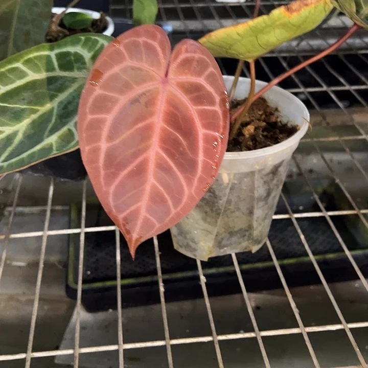 完全开放优选紫水晶