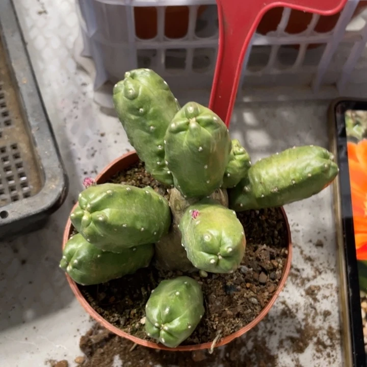 橙桃新品多头一物一拍276