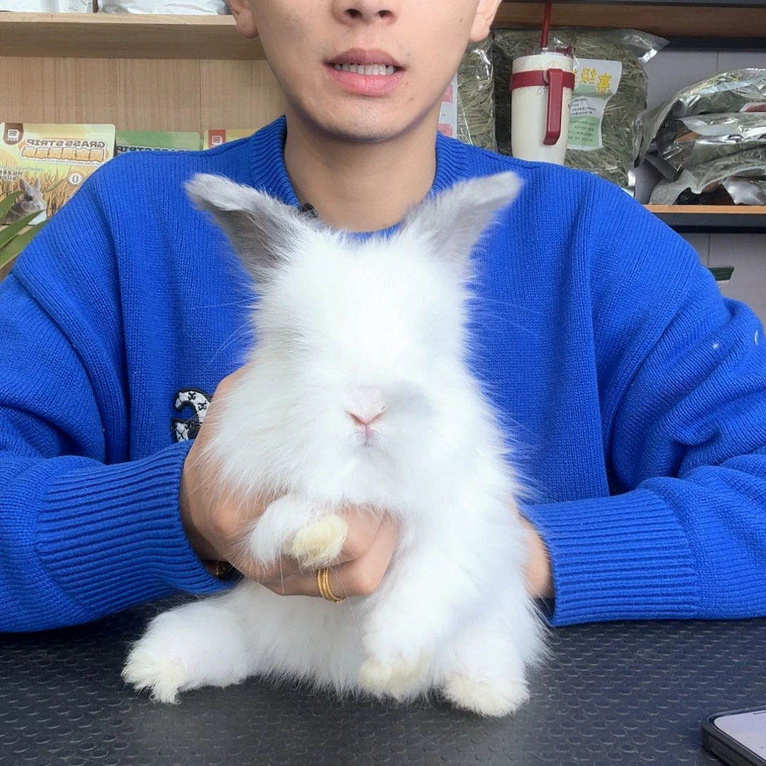 安哥拉小胡子 弟弟 5号