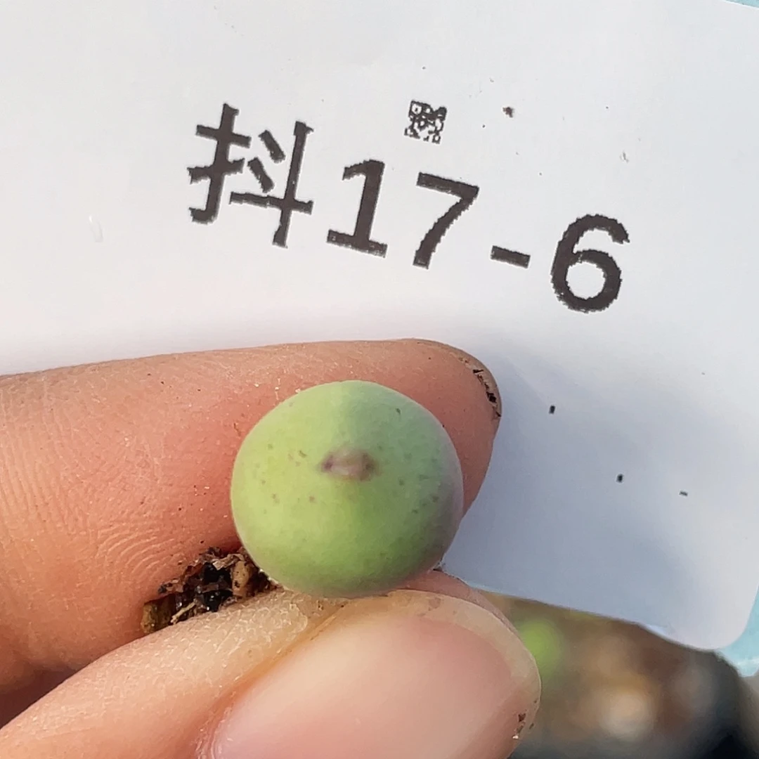 17-6嘴多肉植物肉锥
