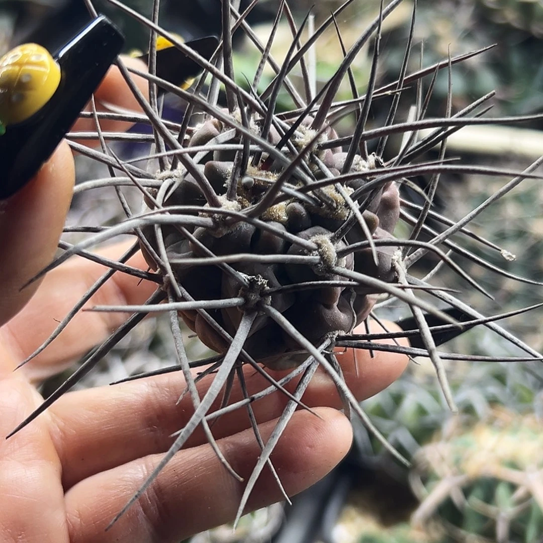 摩天龙有根仙人球66666666