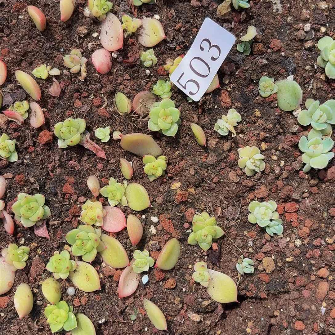 大***包多肉植物多肉植物503