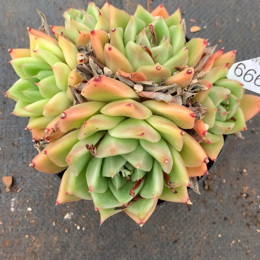 月****✨6669杂交精品基地13厘米