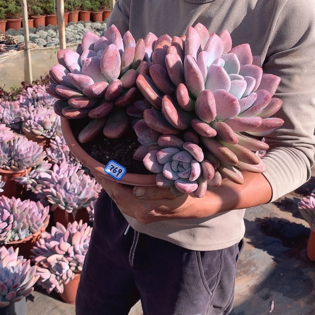 769 奥普一物一拍