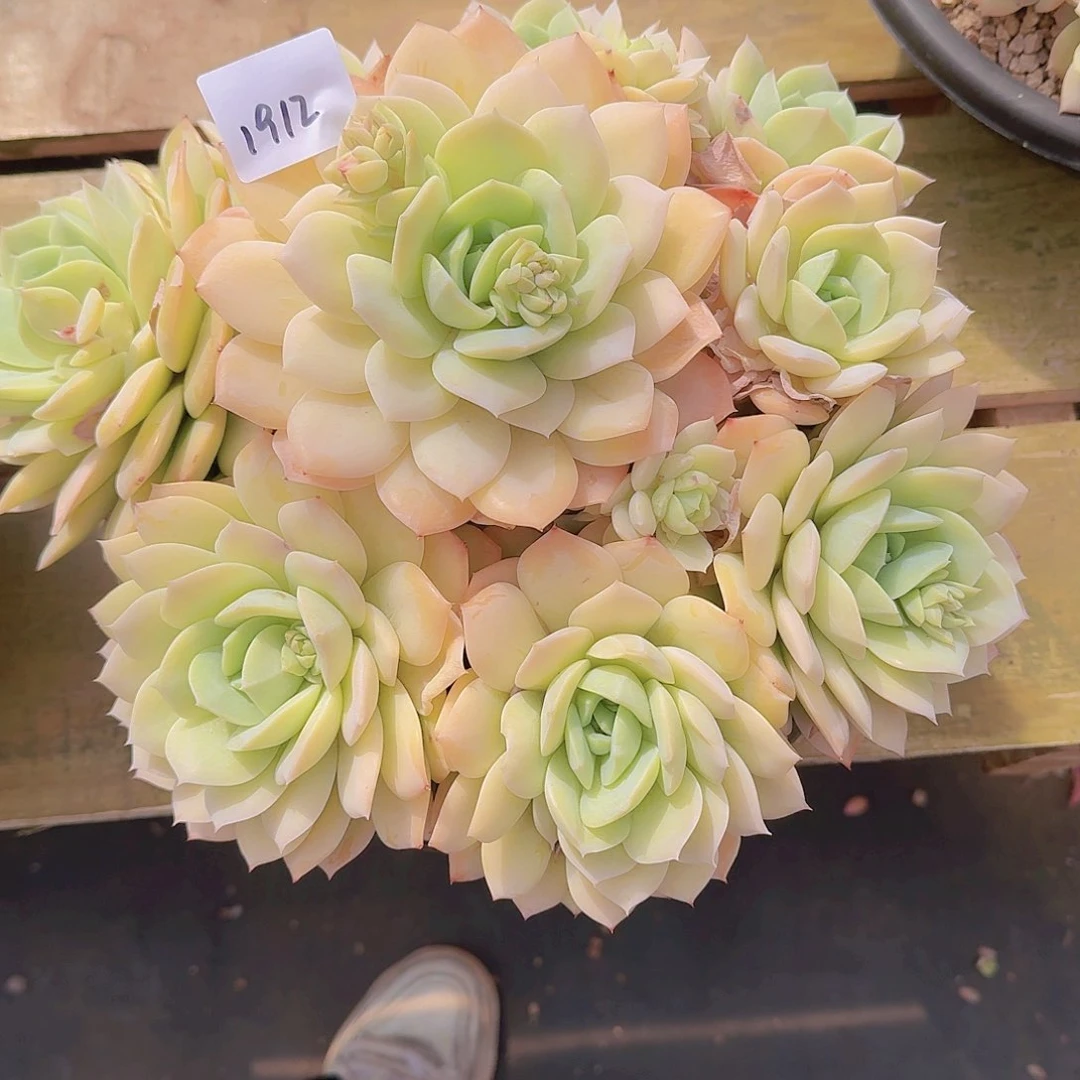 l****?1912恋曲多肉植物