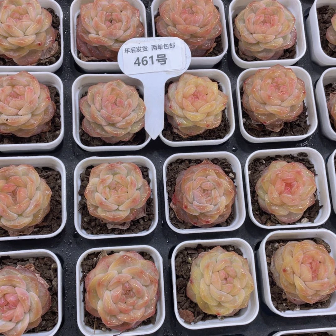 461号黄金珍妮琥珀单头一个