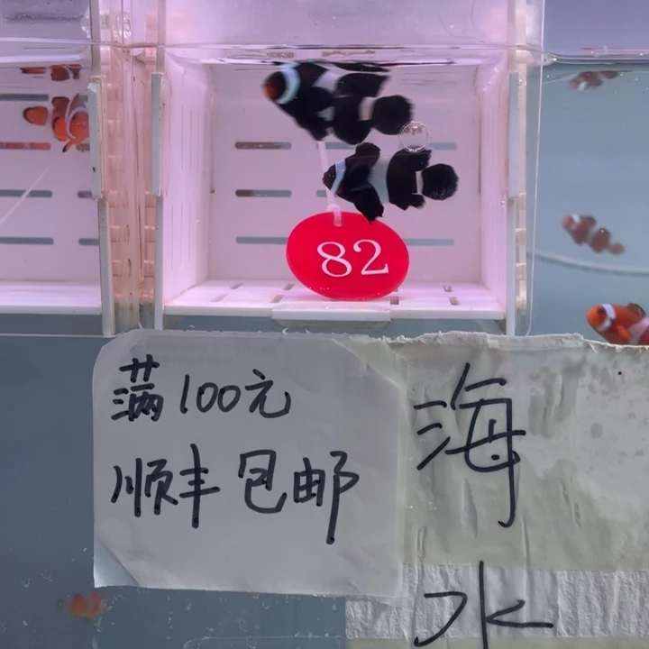 海水鱼精品奥黑礼服2条3.5-4