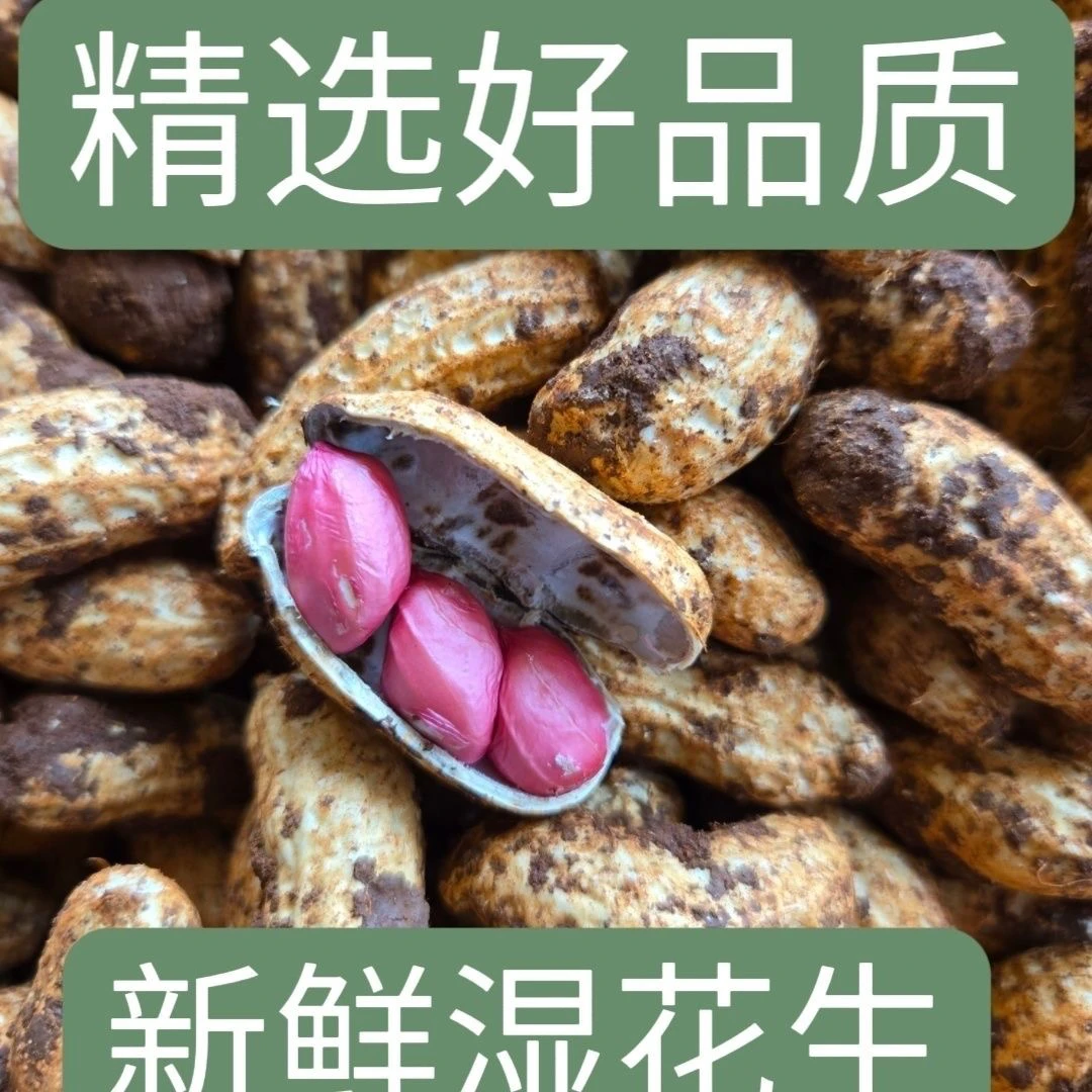 四川乐山现挖当季带泥湿花生红衣小花生口感好可水煮