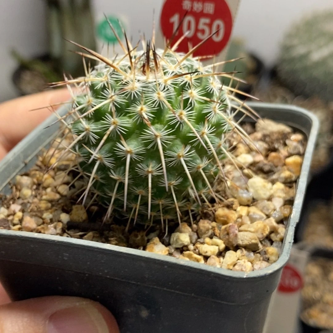 实生特选长刺白王丸3.8cm