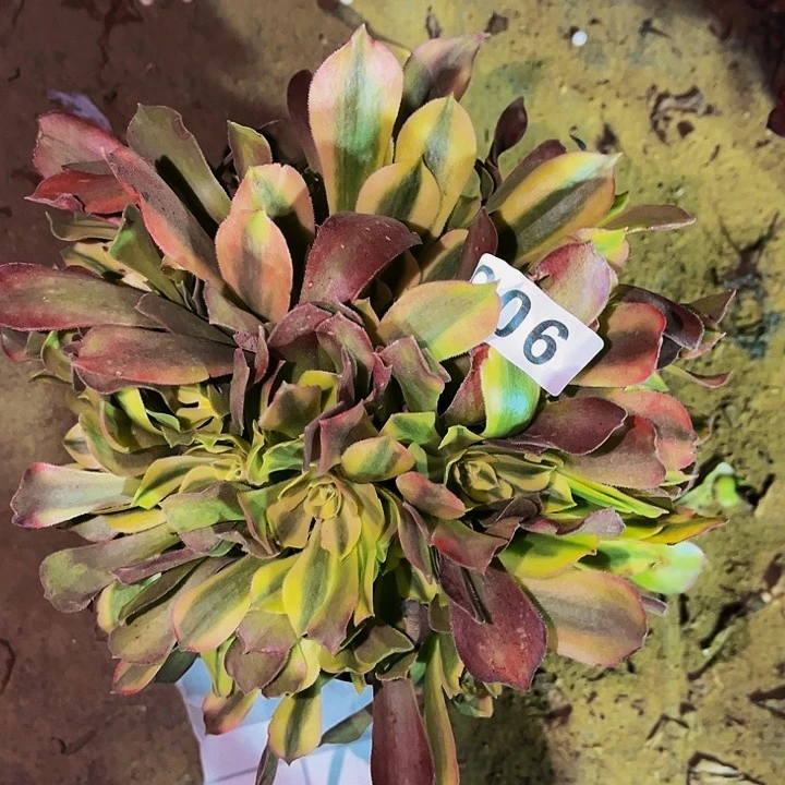 905香妃多肉植物处理不售后