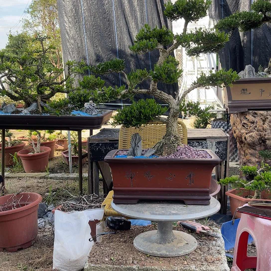 当前无花栽培后可以开花