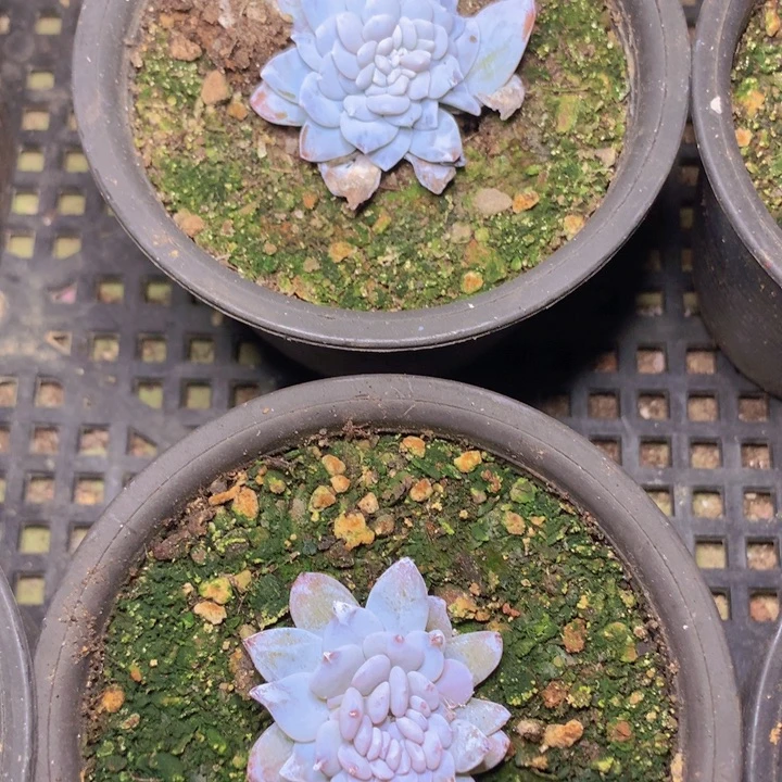 雪莲缀化脱土发货