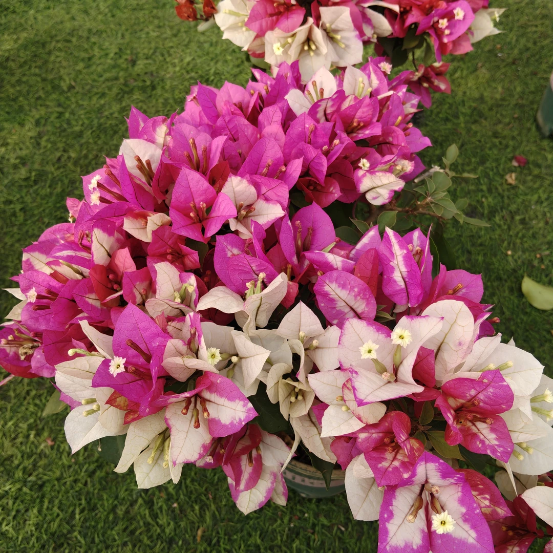 莫吉托新品 勤花复色三角梅