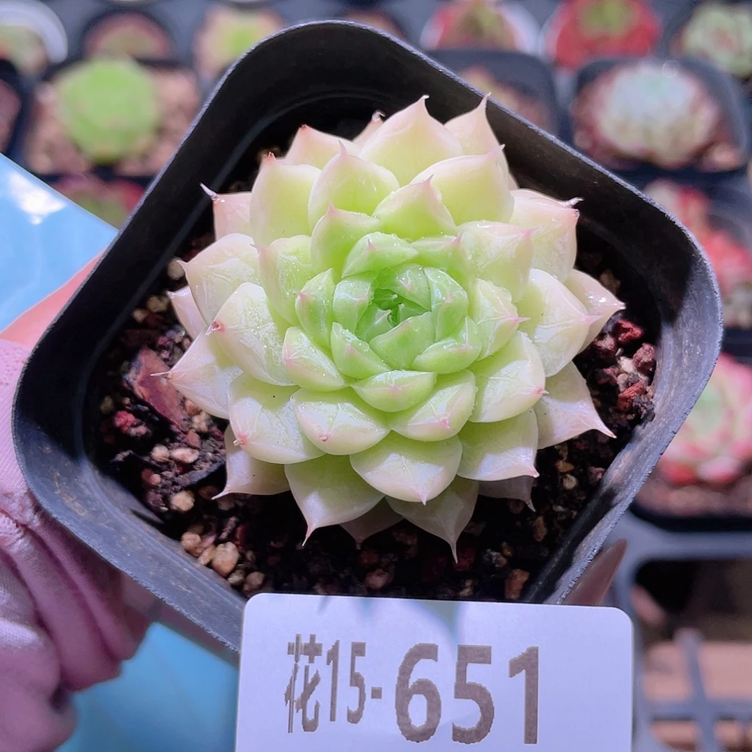 花利美15-651女王玫瑰