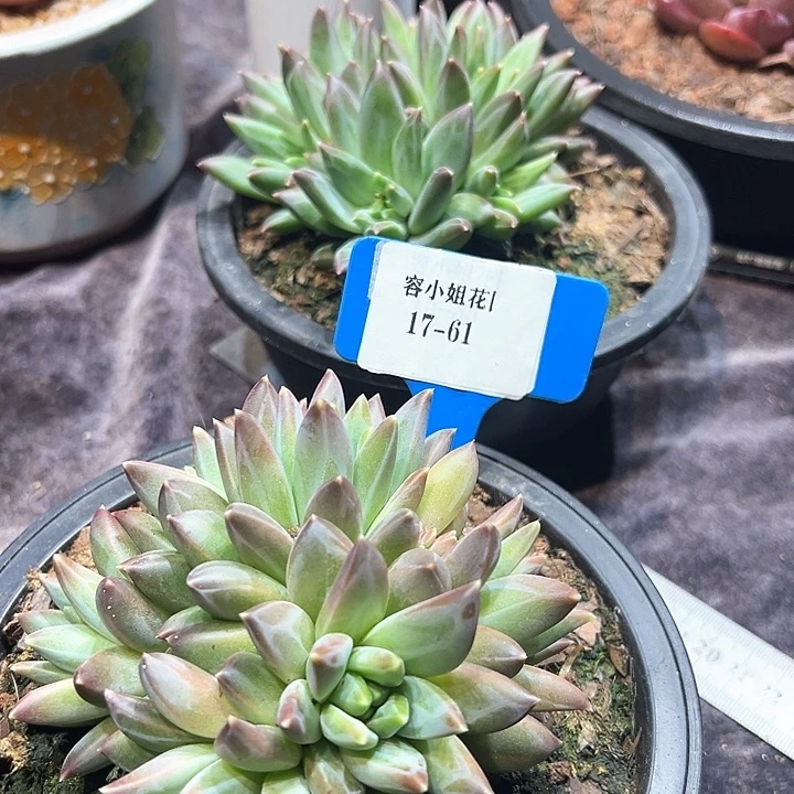 17.61罗兰美人一个脱土