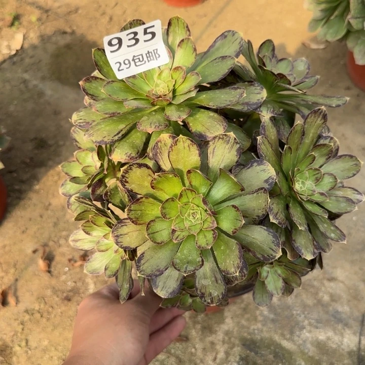 V锦……多肉植物……