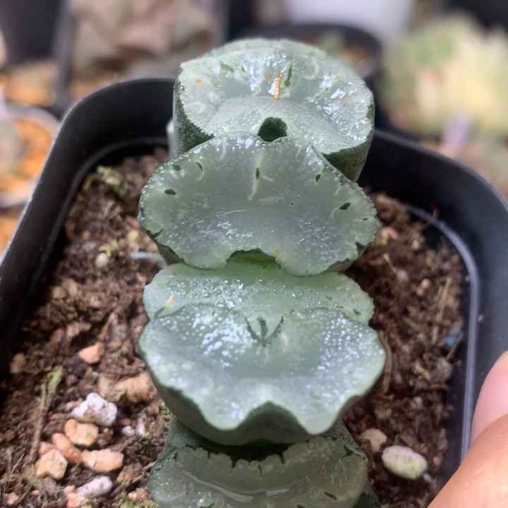 已经玉扇带盆土发货