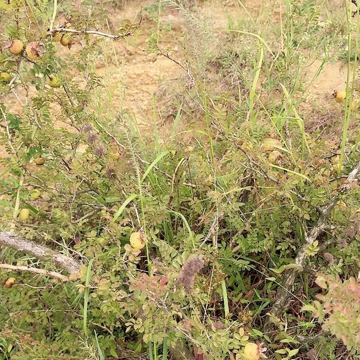 无花朵贵州山里刺梨树一棵