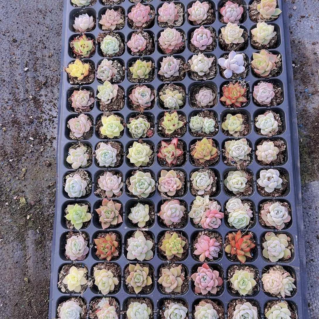 直播一物一拍多肉04